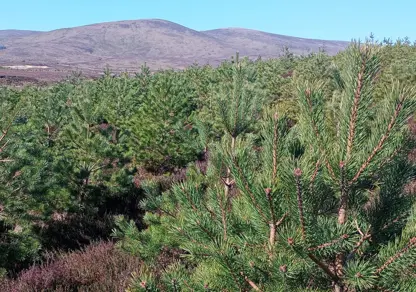 Carbon Market Comes Of Age