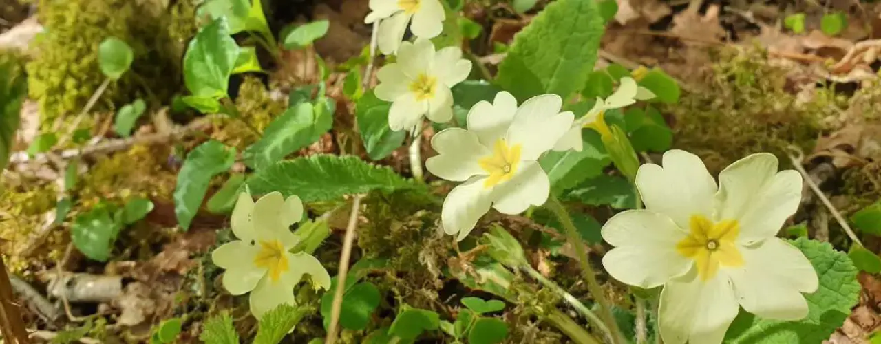 Natural Capital Main Image